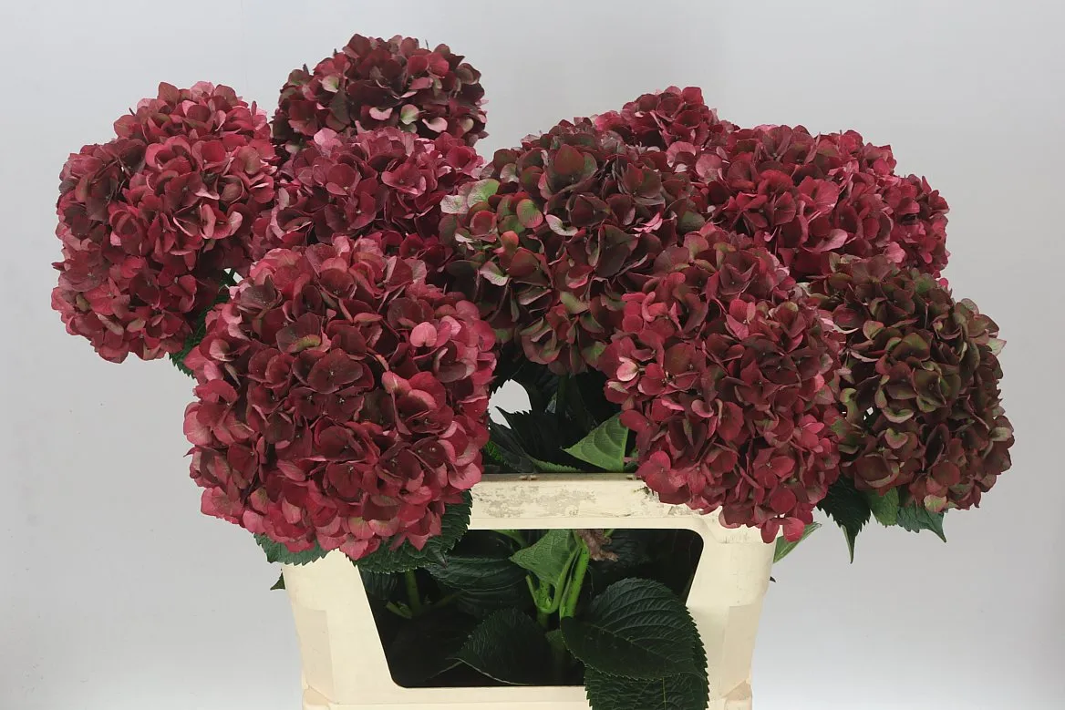 Hyd Rubyred Classic • 80 cm