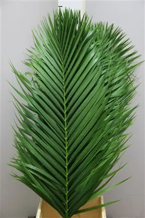 Kentia Palm By The Stem 1m • 100 cm