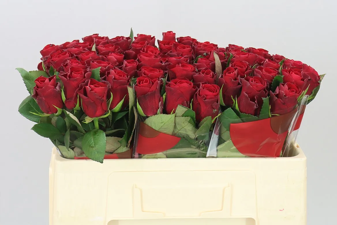 Rosa Gr Red Tacazzi+ • 50 cm
