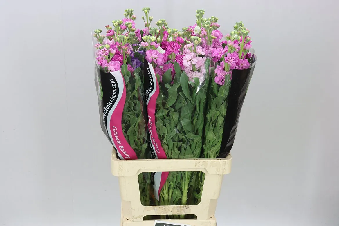 Matthiola mix Rainbow • 70 cm