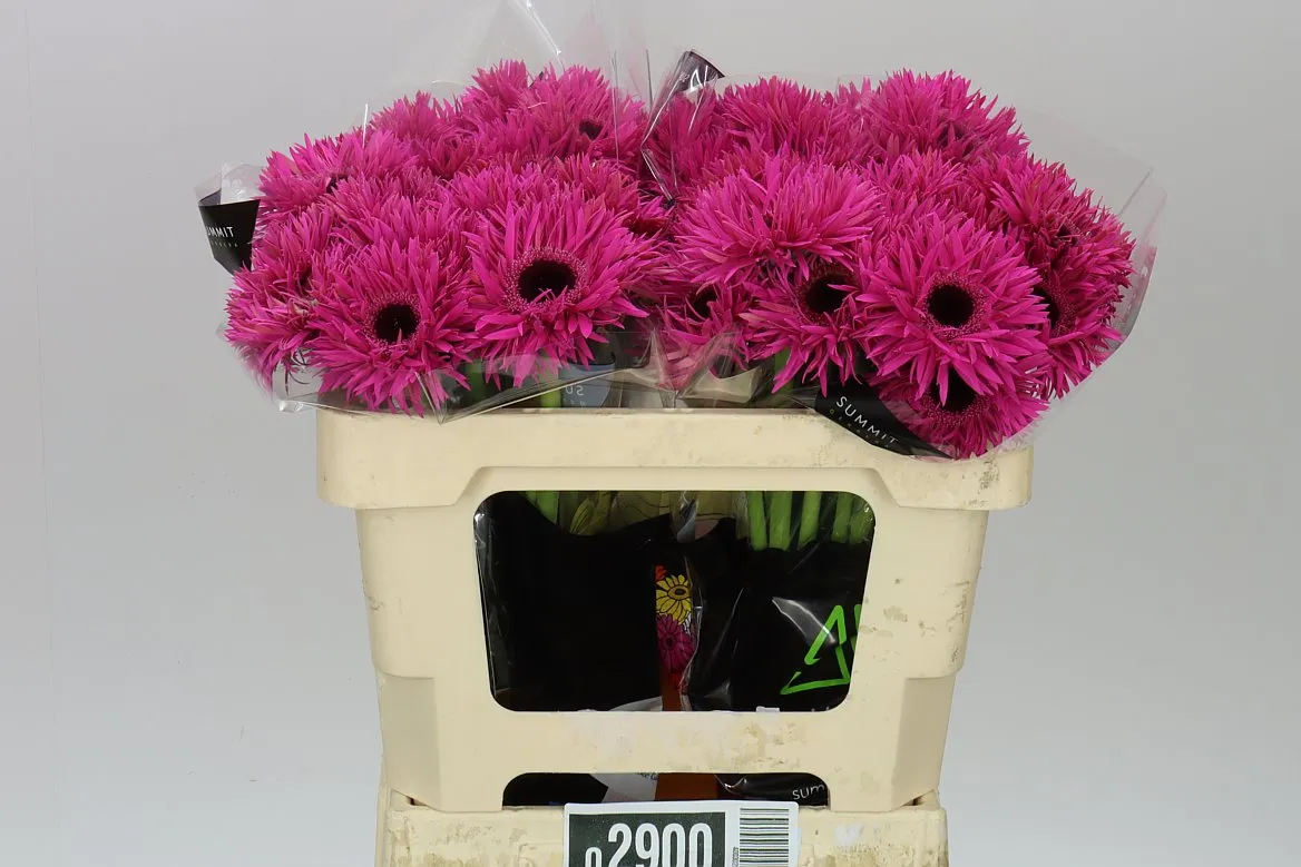 Germini Aqua Spider Irma • 50 cm