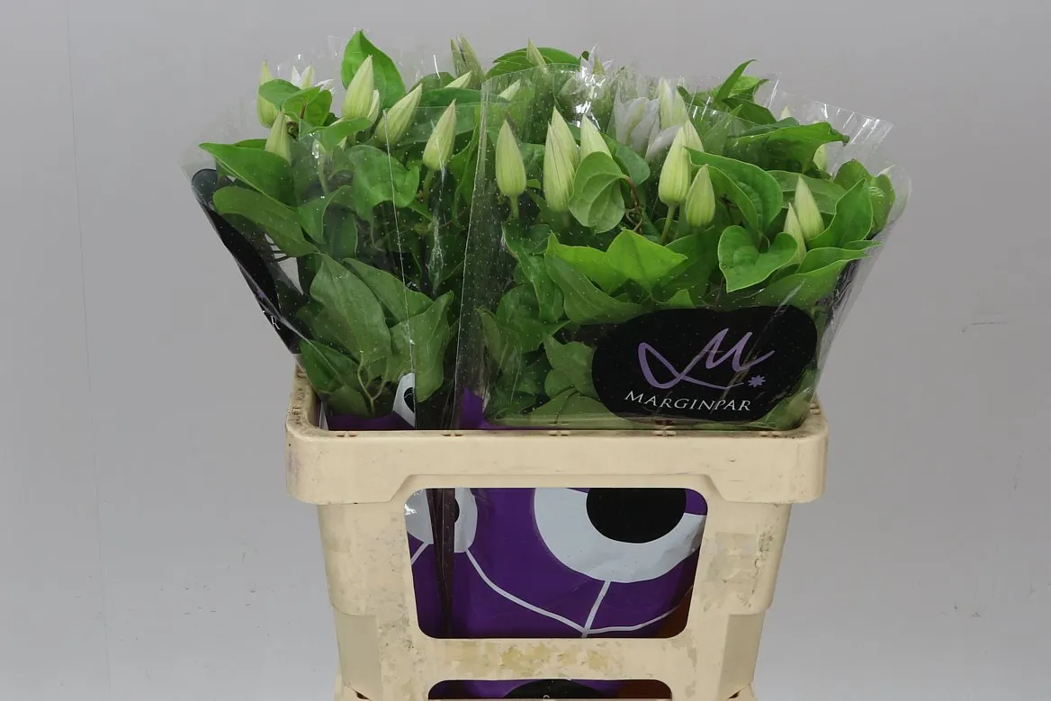 Clematis Amazing Vienna White • 60 cm