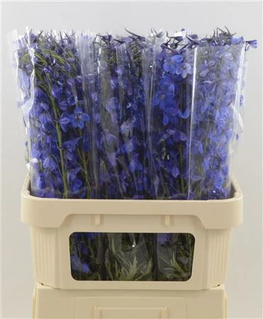 Stračonôžka En Donna Blue • 80 cm