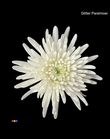 Chryzantéma veľkokvetá Topspin White + Glit Parelmoer Bio • 70 cm