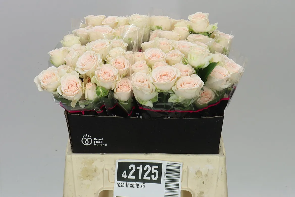 Ruža trsová Sofie • 40 cm