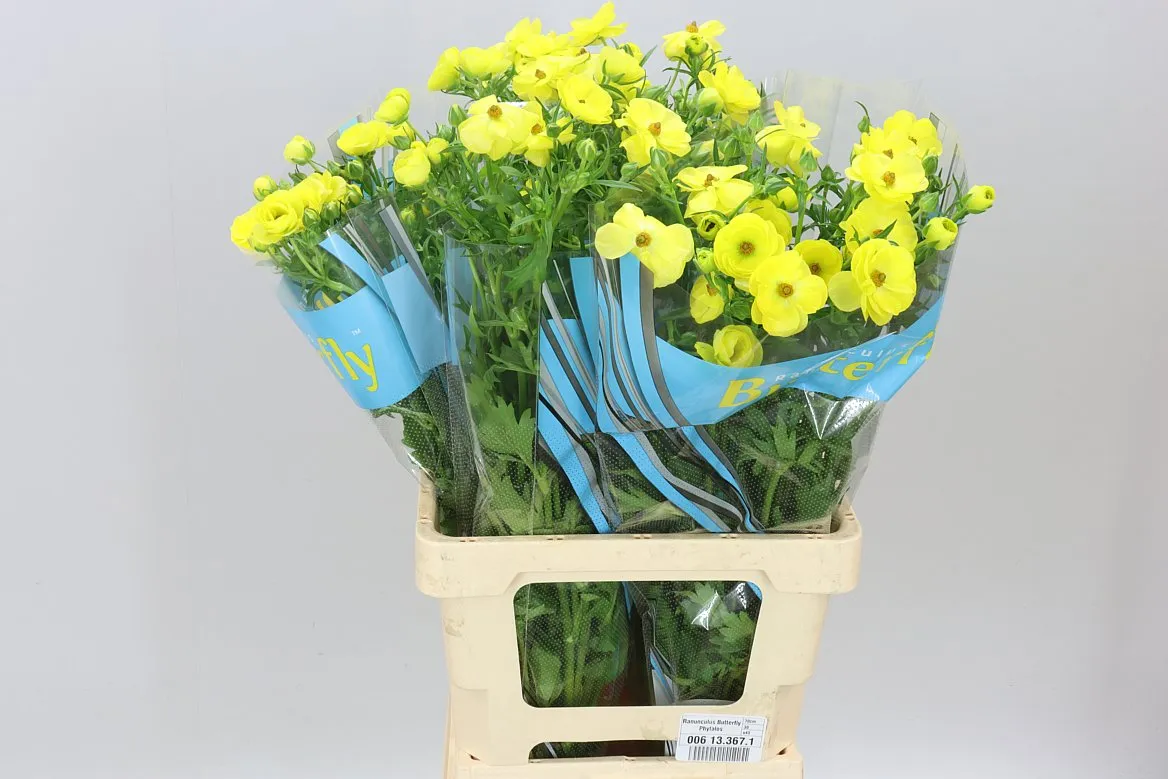 Ranuncul Butterfly Phytalos • 70 cm