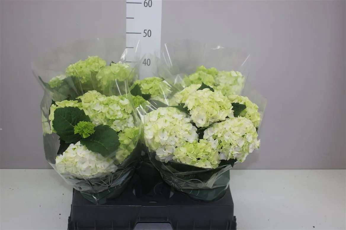 Hortenzia črepníková Hi Frost White 7-8 • črepník 14 cm