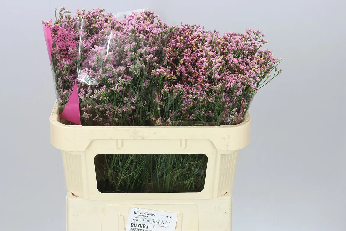 Lim. Sin Pink Anouchka • 70 cm