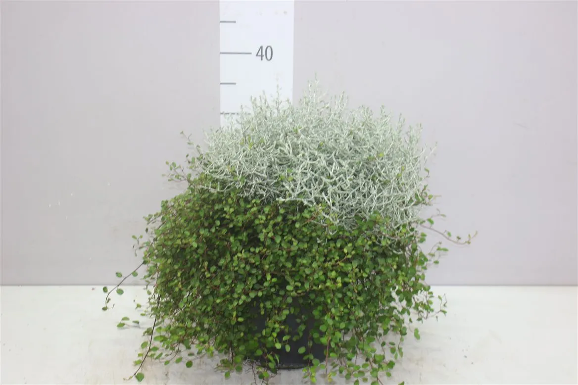 Calocephalus/muehlenbeckia X • črepník 23 cm