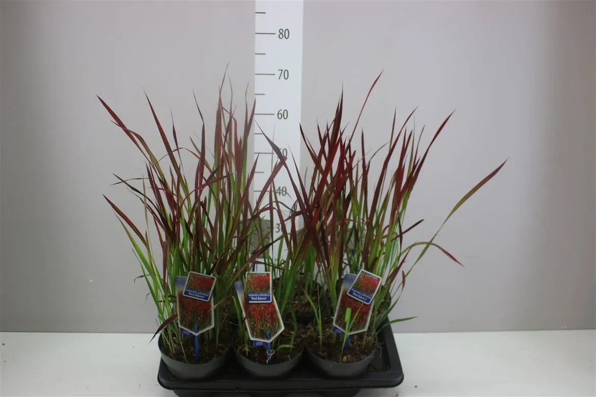 Imperata Cy Red Baron • črepník 17 cm