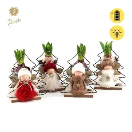 Hyacinth mix 1615 Angels v obale X-mas Trees • črepník 14 cm