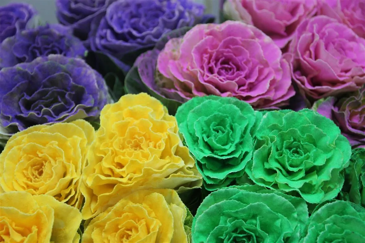 Brassica Powdered Mixed • 60 cm