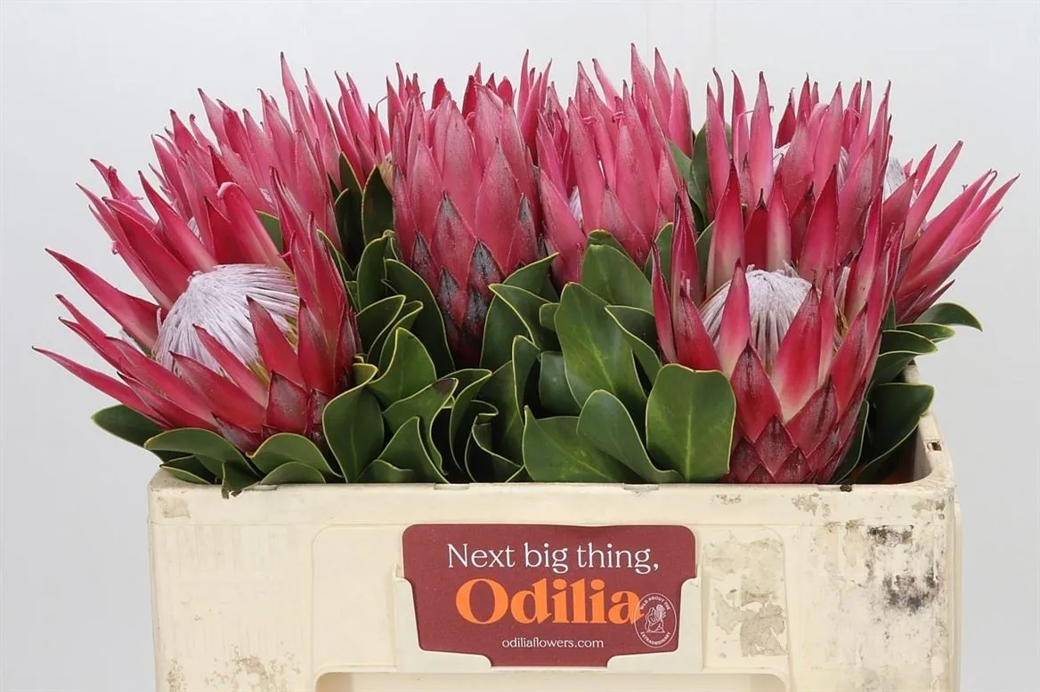Protea Madiba • 50 cm