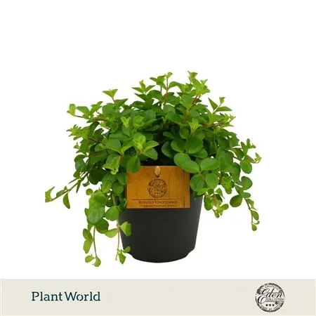 Peperomia Rotundifolia • črepník 12 cm
