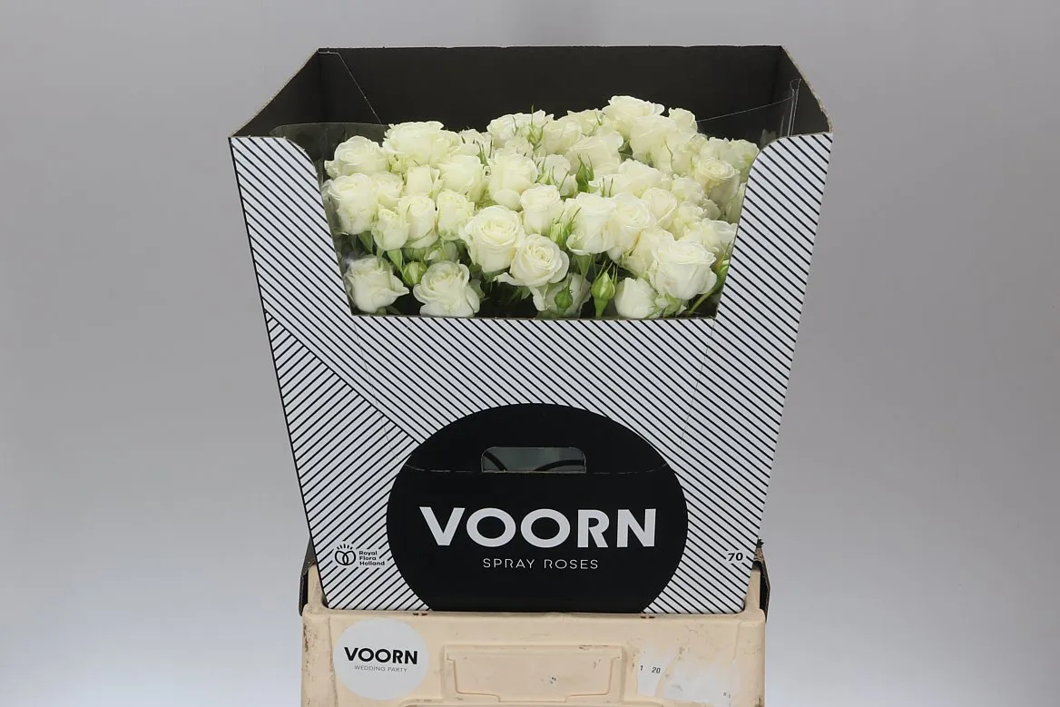 Rosa Tr Wedding Party • 70 cm