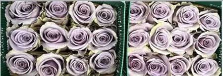 Rosa Gr Ec Shocking Blue • 60 cm