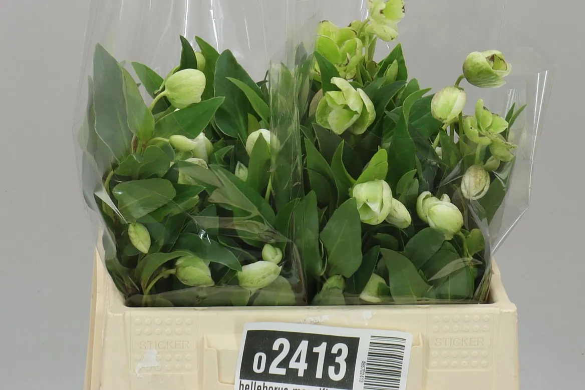 Helleborus Magnificent Bells • 40 cm