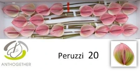 Antúrium Peruzzi