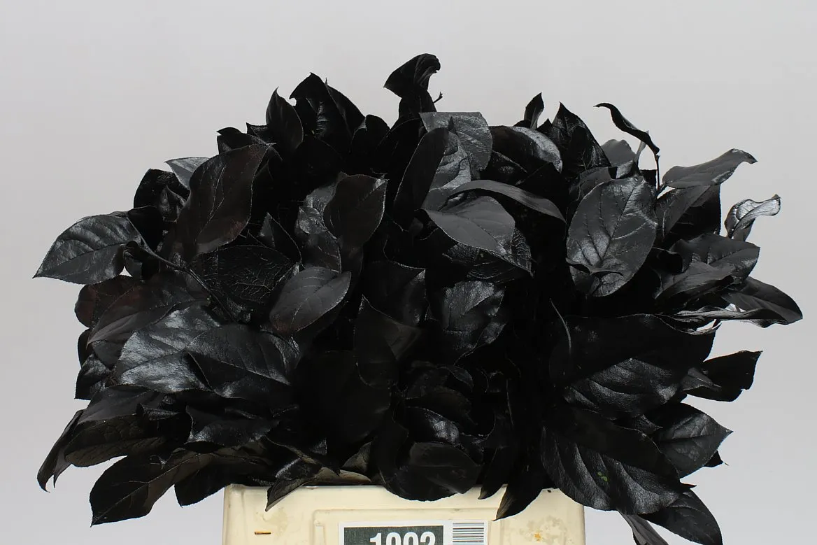 Salal Tips Black • 45 cm