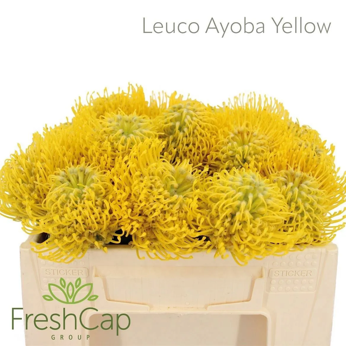 Leucospermum Ayoba Yellow • 35 cm