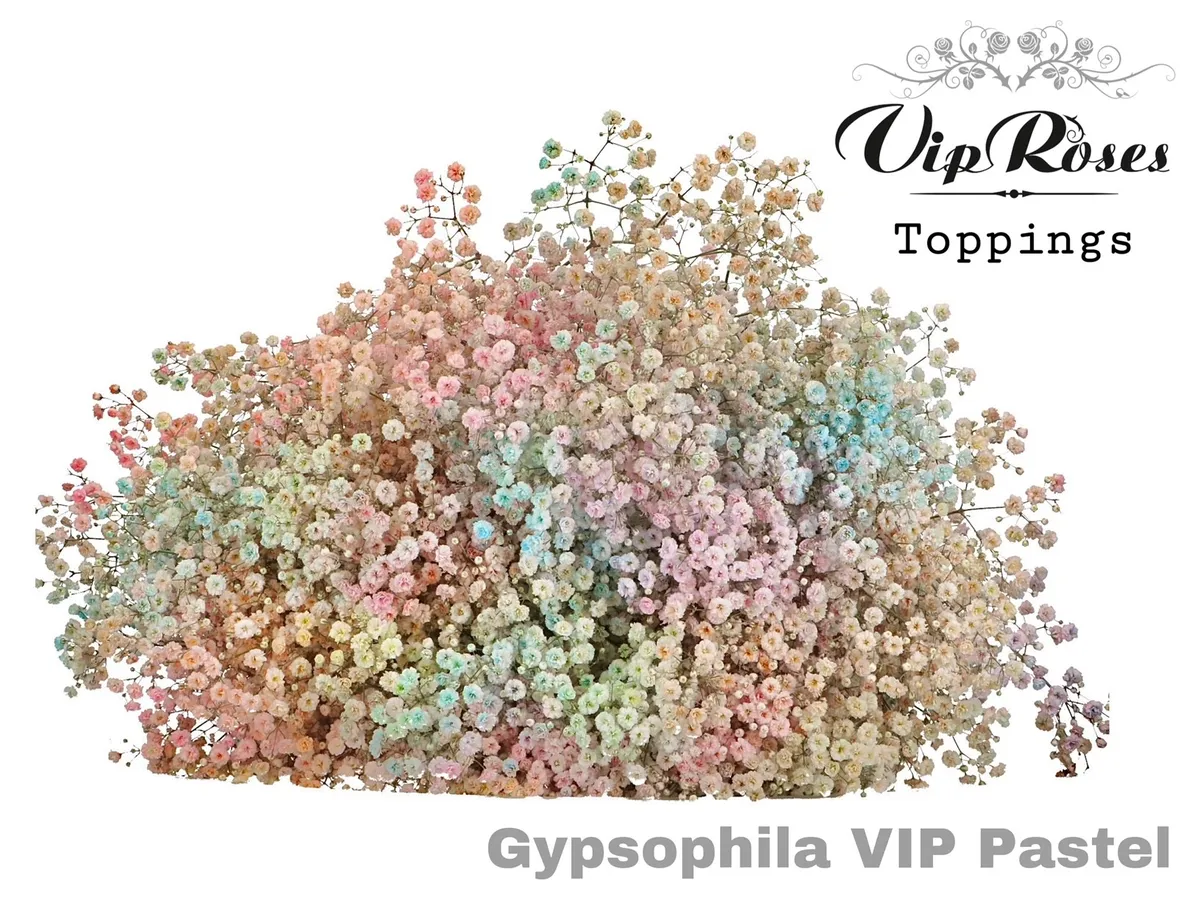 Gypsofila Pa Vip Pastel mix • 80 cm