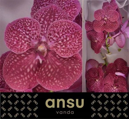 Orchidea Vanda Crimson Love