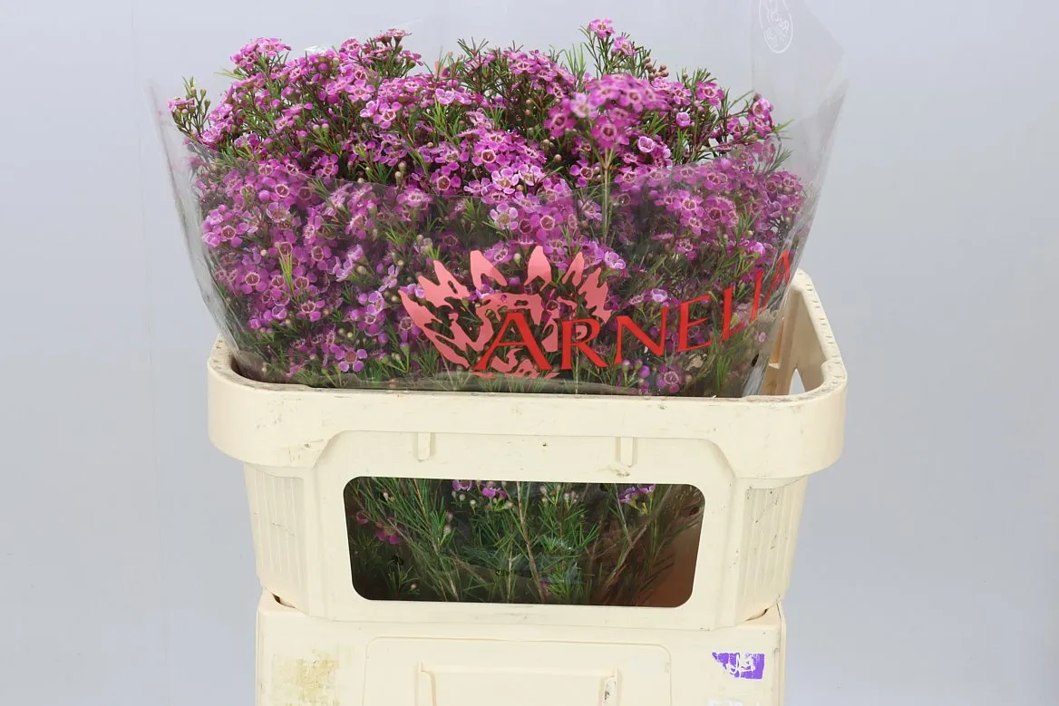 Chame Purple Rain • 70 cm