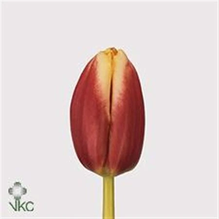 Tulipán jednoduchý Leen Van Der Mark • 38 cm