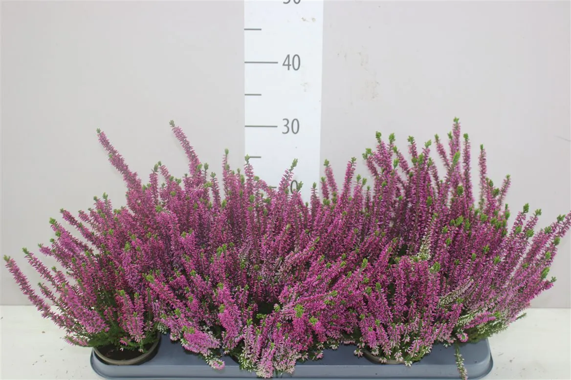 Calluna Beauty Ladies Lila • črepník 9,5 cm