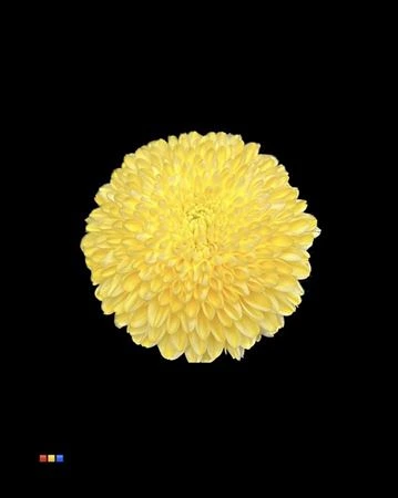 Chryzantéma veľkokvetá Superbowl Yellow • 80 cm