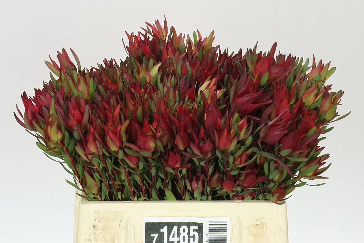 Leucadendron Sal Blush Spray • 40 cm