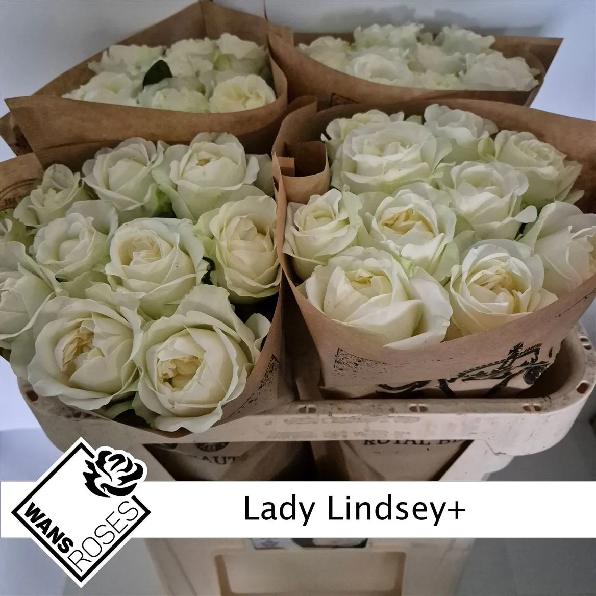 Rosa Gar Lady Lindsey • 70 cm