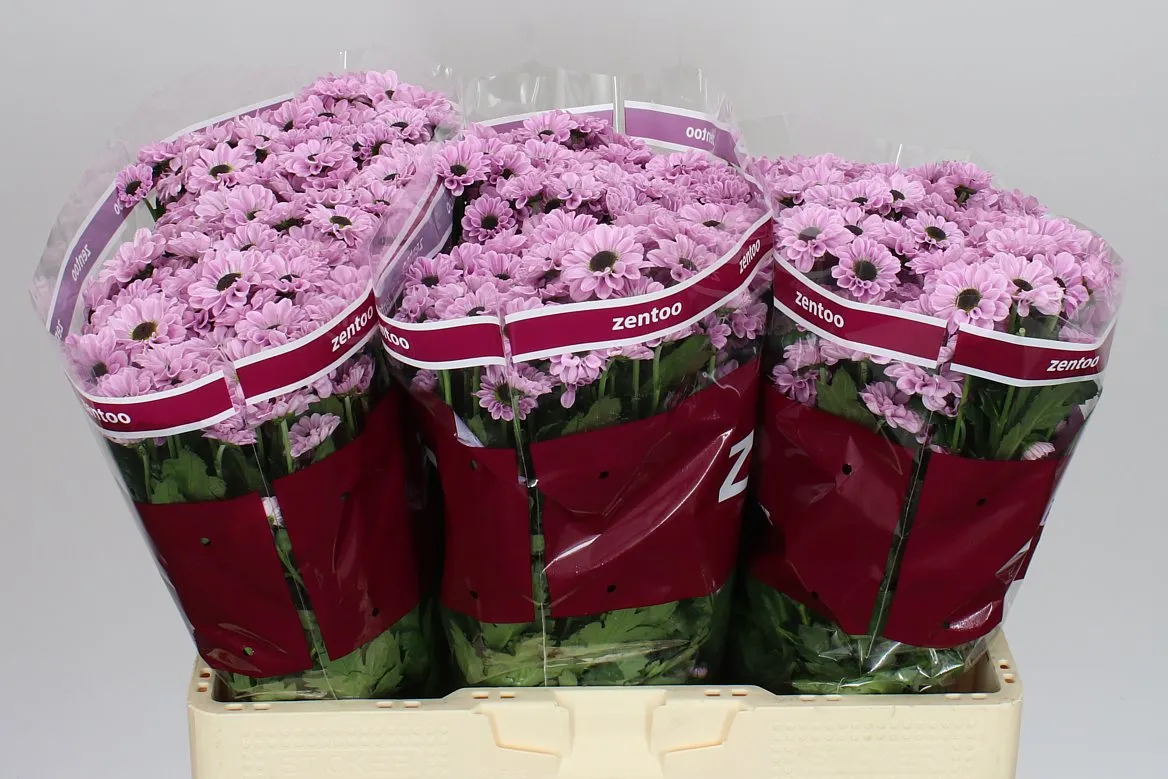 Chryzantéma santini Yin Yang Pink • 55 cm