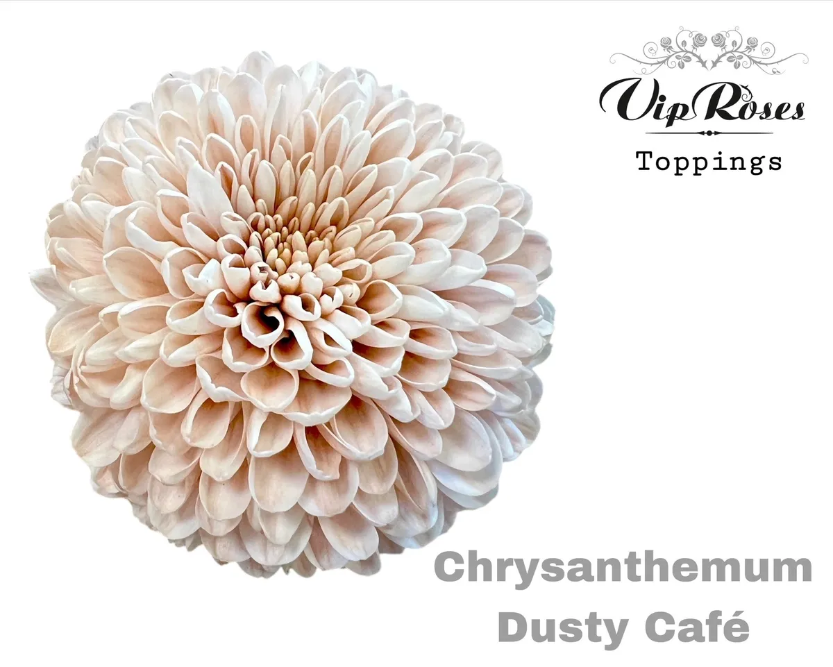 Chryzantéma veľkokvetá Dusty Cafe • 75 cm