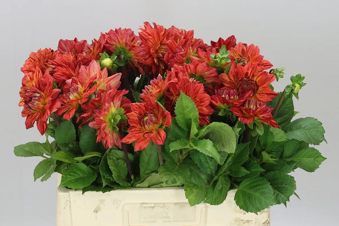 Dahlia Happy Orange • 60 cm