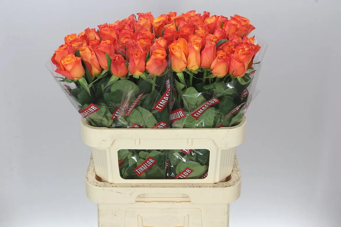 Rosa Gr Confidential • 80 cm