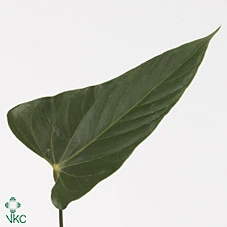 Antúrium Exiting Love (leaves) • 50 cm