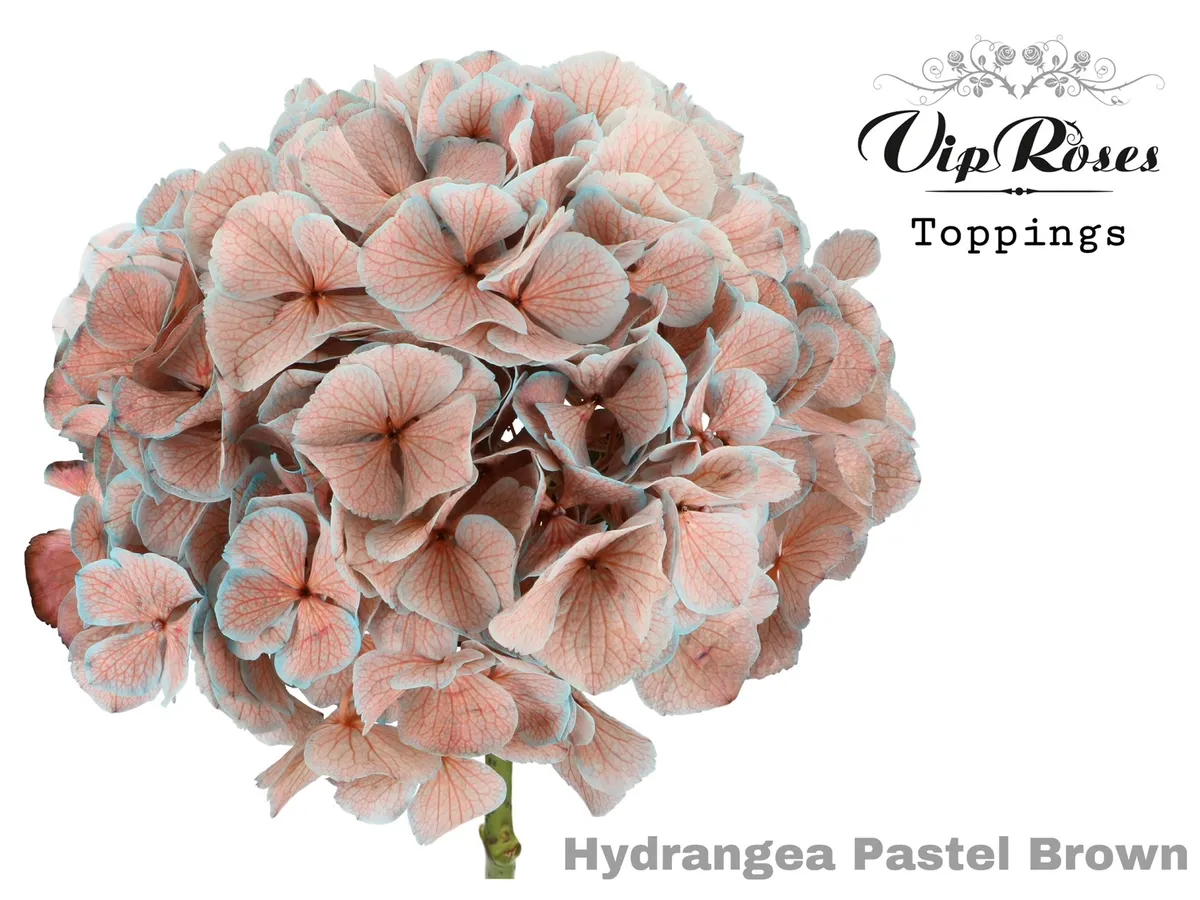 Hydr M Pastel Brown 60 Cm • 60 cm