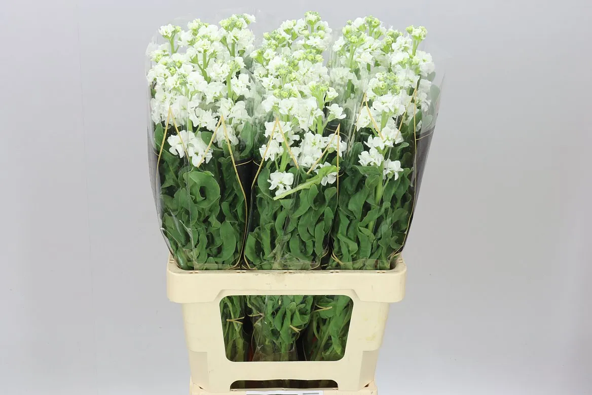Matthiola White It. Imp • 70 cm