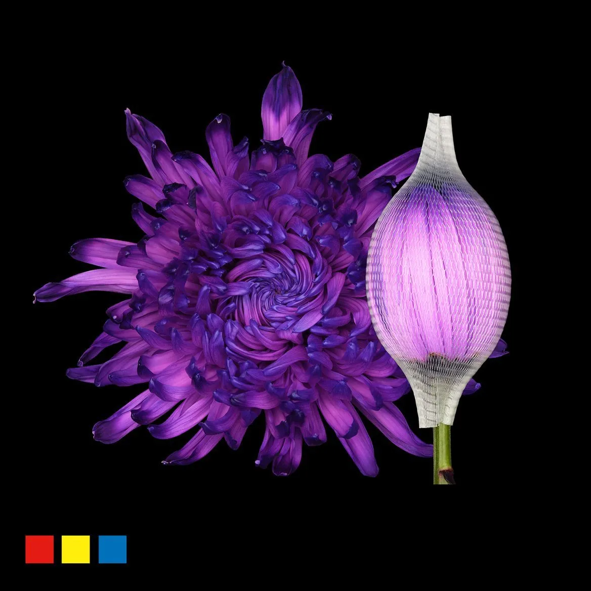Chryzantéma veľkokvetá Stravina Milka • 70 cm