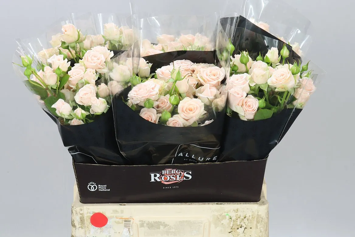 Rosa Tr Sweet Ilse X5 • 60 cm