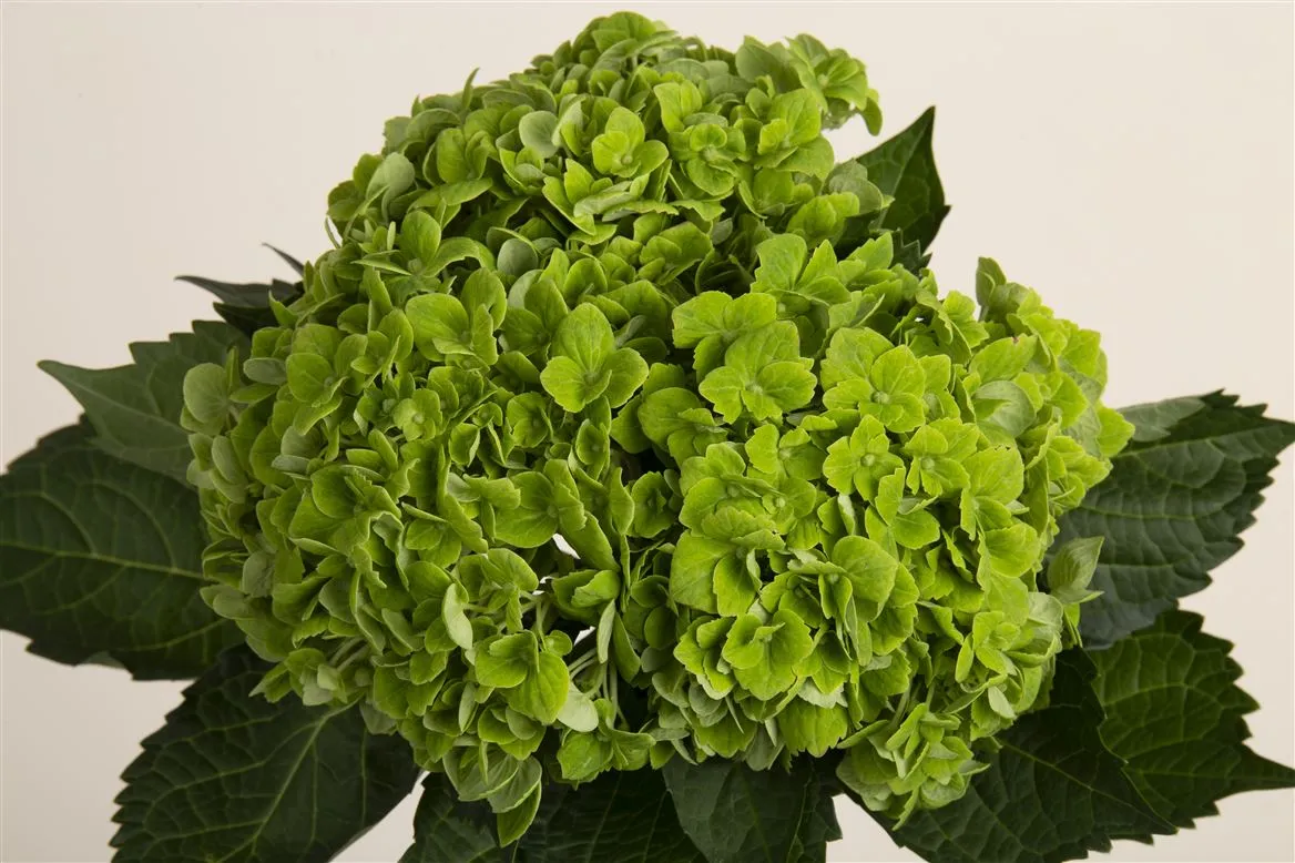 Hortenzia Emerald Green • 60 cm