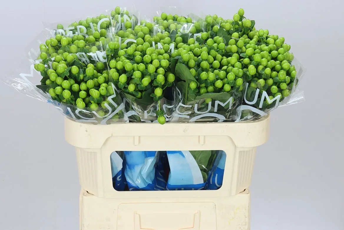 Hyperikum Coco Bamboo • 70 cm
