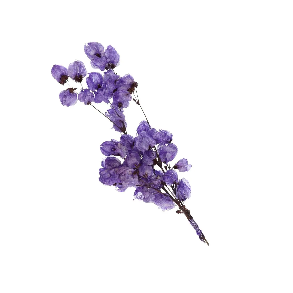 Sušená bugenvilea orgovánová 55 cm