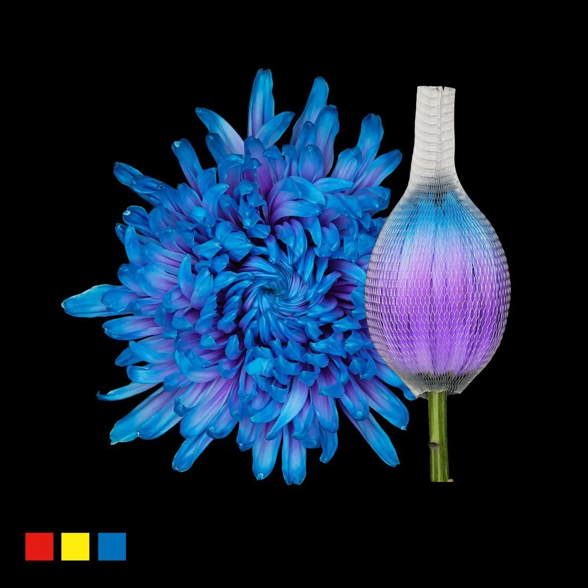 Chryzantéma veľkokvetá Stravina Blue Lagoon • 70 cm
