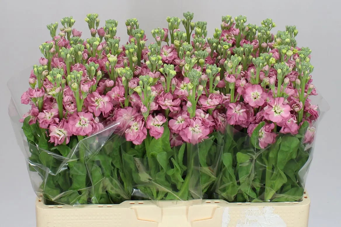 Matthiola Rose Pink • 57 cm