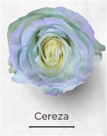 Ruža farbená Cereza, Ekvádor • 50 cm