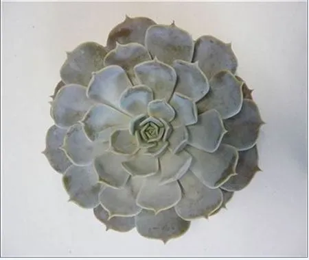 Echeveria Rinionii Cutlowers • 10 cm