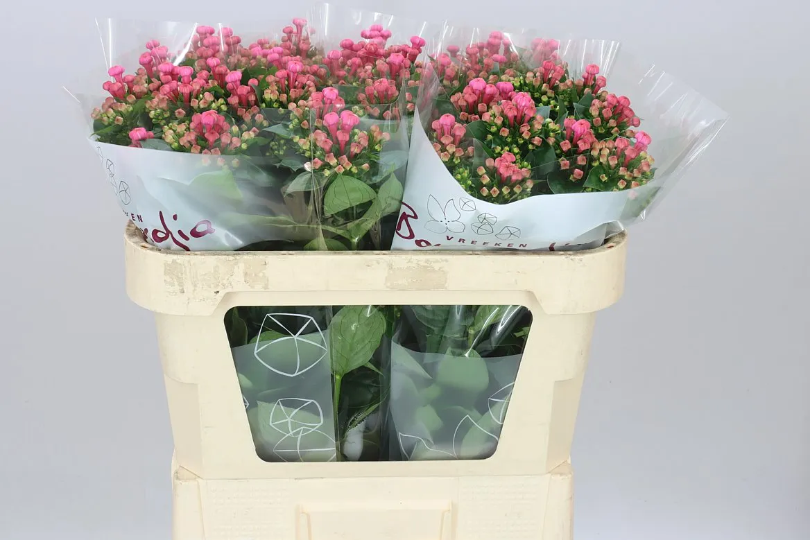 Bouv En Roza • 70 cm
