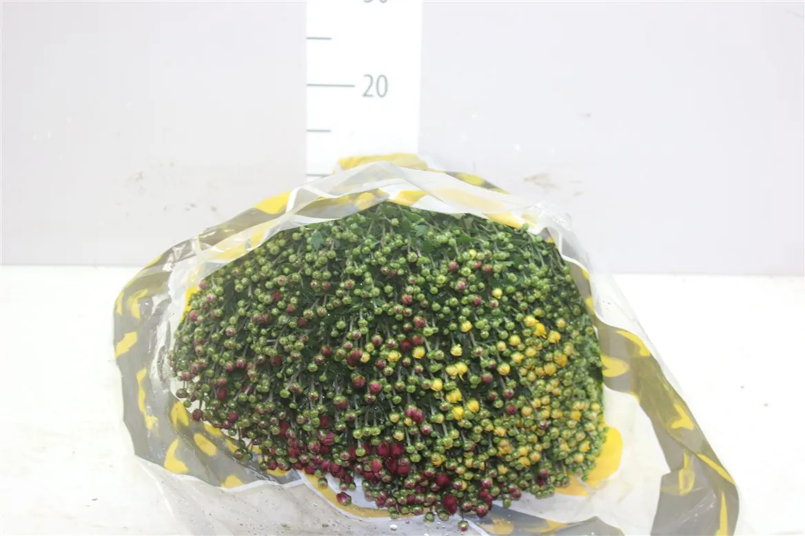 Chrysanth Gr Bol 50cm Carnaval Mix In Pot • črepník 19 cm